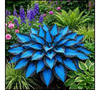 Hosta lungo i piccoli muri dei cortili/Perenne tollerante all'ombra e facile da curare/Creare un angolo tranquillo del paesaggio-4 PIECE-A