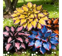 Hosta mista a radice nuda di alta qualità - Perenne, amante dell'ombra - Facile da curare - Ideale per bordure e vasi da giardino-2 PIECE-H