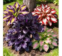 Hosta mista a radice nuda di alta qualità - Perenne, amante dell'ombra - Facile da curare - Ideale per bordure e vasi da giardino-4 PIECE-B