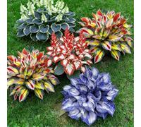 Hosta mista a radice nuda di alta qualità - Perenne, amante dell'ombra - Facile da curare - Ideale per bordure e vasi da giardino-8 PIECE-J
