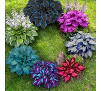 Hosta mista a radice nuda di alta qualità - Perenne, amante dell'ombra - Facile da curare - Ideale per bordure e vasi da giardino-6 PIECE-I