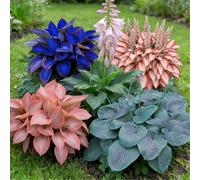 Hosta mista a radice nuda di alta qualità - Perenne, amante dell'ombra - Facile da curare - Ideale per bordure e vasi da giardino-2 PIECE-D