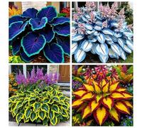 Hosta molto resistente al freddo - Piantagione d'angolo in giardino - Può sopravvivere sotto lo zero - Ornamentale amante dell'ombra-10 PIECE-G