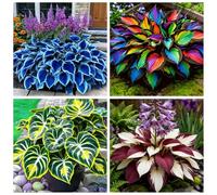 Hosta molto resistente al freddo - Piantagione d'angolo in giardino - Può sopravvivere sotto lo zero - Ornamentale amante dell'ombra-4 PIECE-F