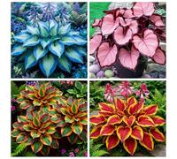 Hosta molto resistente al freddo - Piantagione d'angolo in giardino - Può sopravvivere sotto lo zero - Ornamentale amante dell'ombra-10 PIECE-B