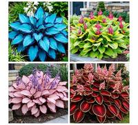 Hosta molto resistente al freddo - Piantagione d'angolo in giardino - Può sopravvivere sotto lo zero - Ornamentale amante dell'ombra-8 PIECE-H