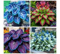 Hosta molto resistente al freddo - Piantagione d'angolo in giardino - Può sopravvivere sotto lo zero - Ornamentale amante dell'ombra-4 PIECE-A