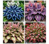 Hosta molto resistente al freddo - Piantagione d'angolo in giardino - Può sopravvivere sotto lo zero - Ornamentale amante dell'ombra-4 PIECE-E