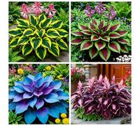 Hosta molto resistente al freddo - Piantagione d'angolo in giardino - Può sopravvivere sotto lo zero - Ornamentale amante dell'ombra-15 PIECE-D