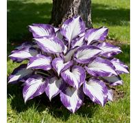 Hosta per riempire l'ombra del giardino/Hosta resistente/Hosta perenne/Altamente adattabile-15 PCS-E
