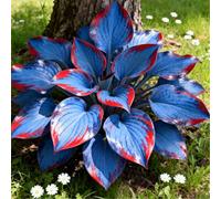 Hosta per riempire l'ombra del giardino/Hosta resistente/Hosta perenne/Altamente adattabile-15 PCS-G