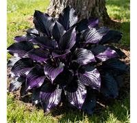 Hosta per riempire l'ombra del giardino/Hosta resistente/Hosta perenne/Altamente adattabile-4 PCS-C
