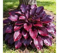 Hosta per riempire l'ombra del giardino/Hosta resistente/Hosta perenne/Altamente adattabile-6 PCS-D