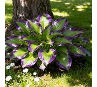 Hosta per riempire l'ombra del giardino/Hosta resistente/Hosta perenne/Altamente adattabile-8 PCS-B