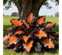 Hosta per riempire l'ombra del giardino/Hosta resistente/Hosta perenne/Altamente adattabile/Bassa manutenzione-15 PCS-E