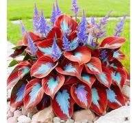 Hosta per riempire l'ombra del giardino/Hosta resistente/Hosta perenne/Altamente adattabile/Bassa manutenzione-8 PCS-I