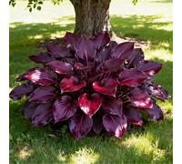 Hosta per riempire l'ombra del giardino/Hosta resistente/Hosta perenne/Altamente adattabile/Bassa manutenzione-15 PCS-F