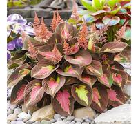 Hosta per riempire l'ombra del giardino/Hosta resistente/Hosta perenne/Altamente adattabile/Motivo fogliare unico-4 PCS-D