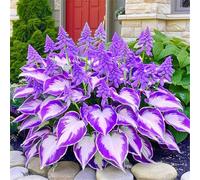 Hosta per riempire l'ombra del giardino/Hosta resistente/Hosta perenne/Altamente adattabile/Motivo fogliare unico-15 PCS-F