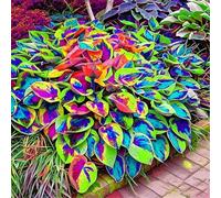 Hosta per riempire l'ombra del giardino/Hosta resistente/Hosta perenne/Altamente adattabile/Motivo fogliare unico-6 PCS-G