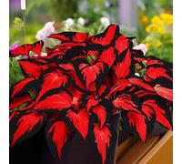 Hosta per riempire l'ombra del giardino/Hosta resistente/Hosta perenne/Altamente adattabile/Motivo fogliare unico-15 PCS-B