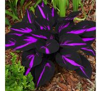 Hosta per riempire l'ombra del giardino/Hosta resistente/Hosta perenne/Altamente adattabile/Motivo fogliare unico-4 PCS-C