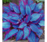 Hosta per riempire l'ombra del giardino/Hosta resistente/Hosta perenne/Altamente adattabile/Motivo fogliare unico-10 PCS-J