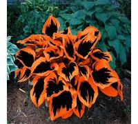 Hosta per riempire l'ombra del giardino/Hosta resistente/Hosta perenne/Altamente adattabile/Motivo fogliare unico-8 PCS-I