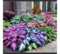 Hosta perenne/Hosta resistente al freddo/Resistente al sole in estate e al gelo in inverno/Riempimento del giardino-6 PCS-D
