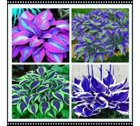 Hosta perenne/Hosta resistente al freddo/Varie varietà/Resistente all'ombra per balconi e giardini/Riempimento del giardino-8 PCS-D