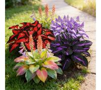 Hosta perenne resistente a radice mista - Fogliame vivace - Ideale per bordure e vasi da terrazzo-2 PIECE-F
