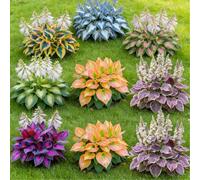 Hosta perenne resistente a radice mista - Fogliame vivace - Ideale per bordure e vasi da terrazzo-2 PIECE-I