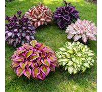 Hosta perenne resistente a radice mista - Fogliame vivace - Ideale per bordure e vasi da terrazzo-6 PIECE-C