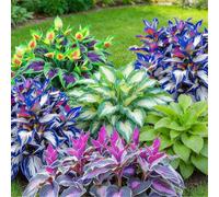 Hosta perenne resistente a radice mista - Fogliame vivace - Ideale per bordure e vasi da terrazzo-6 PIECE-G