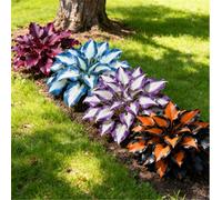 Hosta perenne resistente a radice mista - Fogliame vivace - Ideale per bordure e vasi da terrazzo-6 PIECE-A