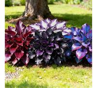 Hosta perenne resistente a radice mista - Fogliame vivace - Ideale per bordure e vasi da terrazzo-8 PIECE-J