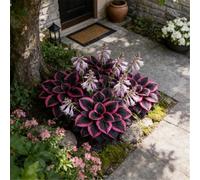 Hosta perenne viva - Facile da trapiantare, tollerante all'ombra, fogliame di lunga durata-4 PIECE-E