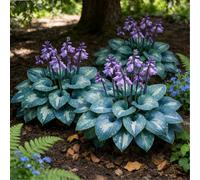 Hosta perenne viva - Facile da trapiantare, tollerante all'ombra, fogliame di lunga durata-8 PIECE-I