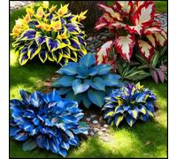 Hosta rare, facili da curare, crescono rapidamente e creano uno splendido giardino-10 Bulbi-D