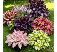 Hosta rare, facili da curare, crescono rapidamente e creano uno splendido giardino-2 Bulbi-E