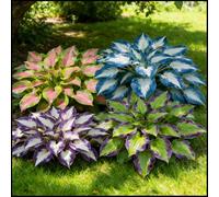 Hosta rare, facili da curare, crescono rapidamente e creano uno splendido giardino-2 Bulbi-J