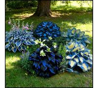 Hosta rare, facili da curare, crescono rapidamente e creano uno splendido giardino-4 Bulbi-G