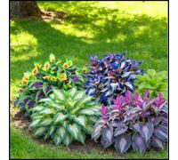 Hosta rare, facili da curare, crescono rapidamente e creano uno splendido giardino-4 Bulbi-H
