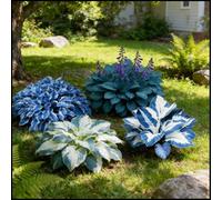 Hosta rare, facili da curare, crescono rapidamente e creano uno splendido giardino-4 Bulbi-I