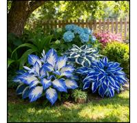 Hosta rare, facili da curare, crescono rapidamente e creano uno splendido giardino-6 Bulbi-A