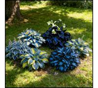 Hosta rare, facili da curare, crescono rapidamente e creano uno splendido giardino-6 Bulbi-C