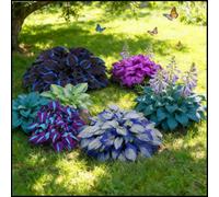 Hosta rare, facili da curare, crescono rapidamente e creano uno splendido giardino-6 Bulbi-F