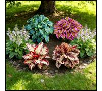 Hosta rare, facili da curare, crescono rapidamente e creano uno splendido giardino-8 Bulbi-B