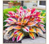 Hosta rari Invernale Perenne Facile da coltivare Giardini Regalo pronto-4Cipolle-c