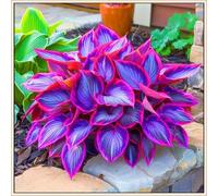 Hosta rari Invernale Perenne Facile da coltivare Giardini Regalo pronto-4Cipolle-d